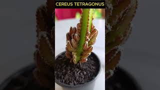 CEREUS TETRAGONUS Shorts 1586 plants suculentas plantas [upl. by Eanaj336]