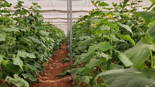 BEST SHADE NET HOUSE STRUCTURE WITH VEGETABLE CROPS [upl. by Brian]