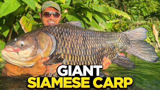 Big Carp Fishing At Gillhams Fishing Resort [upl. by Ayama]