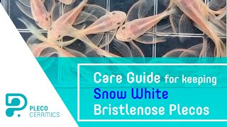 Care Guide for keeping Snow White Bristlenose Plecos [upl. by Goer]