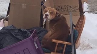 Injured Dog Allegedly Left Behind When Owners Moved Is Healing In New Home [upl. by Atelokin683]