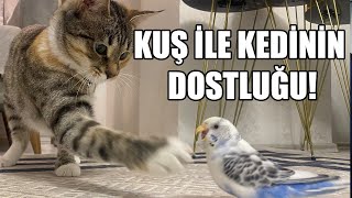 MUHABBET KUŞU İLE YAVRU KEDİNİN GÜLDÜREN DOSTLUĞU [upl. by Kumar]