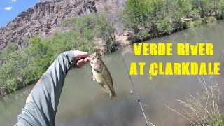 Verde River Fishing at Clarkdale [upl. by Ettennil]