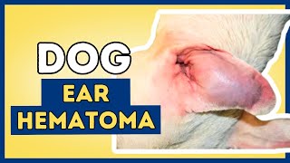 Ear Hematoma In Dogs Aural Hematoma [upl. by Otsuaf774]