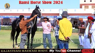 भारत के कोने कोन से आये बेहतरीन घोडों stallion Ring Horse show Ransi 2024 [upl. by Naujtna]