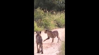 Funny The Lion Chases Two Leopards Run Away animals shortvideo entertainment [upl. by Lull]