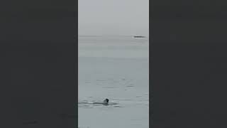 Warning Graphic Footage of Fatal Tiger Shark Attack on Russian Man in Egypt short [upl. by Eugirne]