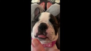 AMAZINGLY FUNNY Boston Terrier Dog Breed Compilation [upl. by Lupee]