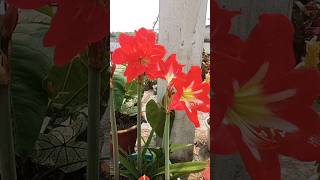 amaryllis lily blooming [upl. by Allebram]