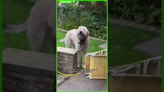 Irish Wolfhound vs Scottish Deerhound  Which One is Right for You shorts [upl. by Sarajane]