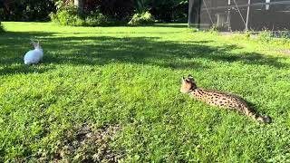 Our African Serval Baby Egypt loves to play and chase our white rabbit in the yard [upl. by Paloma]