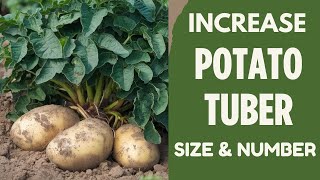 Increase Potato Tuber Size With These Fertilizers [upl. by Collin]