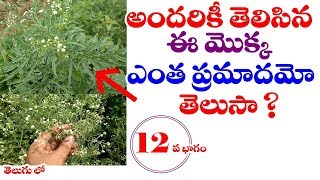 Parthenium Hysterophorus  Real facts about Vayyari Bhama Plant  Telugu World Visite [upl. by Eiclud]