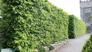 A focus on Hornbeam hedging All you need to know about Carpinus betulus [upl. by Gefell520]