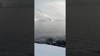 Macaroni penguin in Antarctica 🇦🇶 [upl. by Laehcimaj]