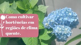 Como cultivar Hortências em regiões de clima quente589 [upl. by Rodi]