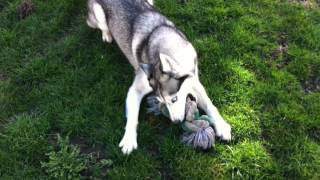 Husky en folie  Un chien fou Najka samuse comme une folle [upl. by Suolekcin]