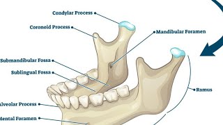 mandible general features  mandible gross anatomy  skull bones [upl. by Natanoy74]