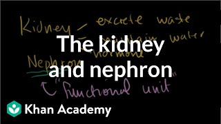 The kidney and nephron  Renal system physiology  NCLEXRN  Khan Academy [upl. by Anabella]