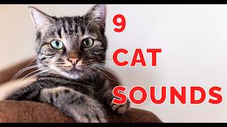 9 Cat Sounds Explained Understand Your Cats Calls [upl. by Yelik]