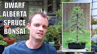 Working on my Dwarf Alberta Spruce Bonsai Tree [upl. by Carita763]