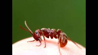 Red Amazon Ant Biting My Finger [upl. by Fauman]