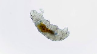 Tested From Home How to Find Tardigrades In Your Backyard [upl. by Aivitnahs]