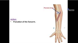 Muscles of the Front of Forearm [upl. by Eiclehc256]