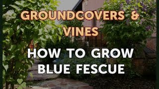 How to Grow Blue Fescue [upl. by Nim509]