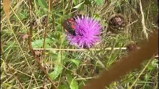 entomology lepidoptera cinnamonmoth [upl. by Doloritas680]