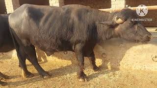 Beautiful buffaloes at Malik cattle Farm Jhoti Farming in Pakistan [upl. by Eada]