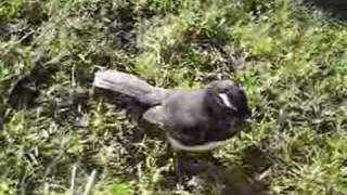 Willy Wagtail singing amp helping with the gardening [upl. by Day]