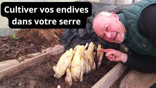 Cultiver vos endives dans votre serre  Comment faire votre propre culture d  endives [upl. by Nrol]