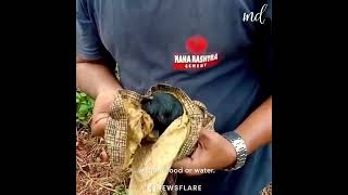 Dog n puppies rescued from wayanad landslide [upl. by Ayahsey460]