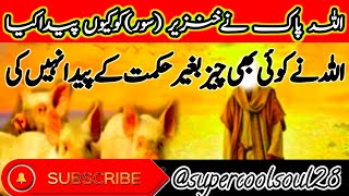 Allah pak ne khanzir  اللہ پاک نےخنزیر  Supercoolsoul28 [upl. by Tasia]