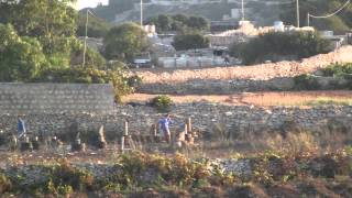 HD 10 inch Beraq shell  Madonna Tal Karmnu Zurrieq 2015 [upl. by Llerihs163]