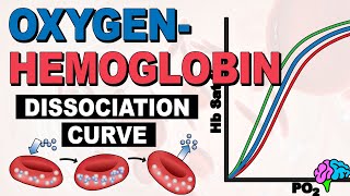 The Oxygen Hemoglobin Dissociation Curve EXPLAINED [upl. by Morez]