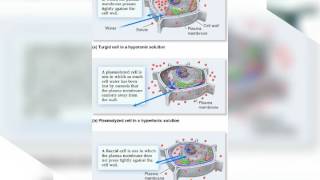 Science Turgidity and Plasmolysis [upl. by Ahsenal872]