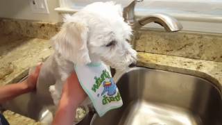 Using the Waterpik on your dogs teeth for fighting gum disease in dogs [upl. by Sirois]