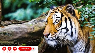 Want to see tiger Watch Full video and enjoy watching nature [upl. by Rye123]