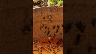 Bees and Flies Swarming Around Fermentation Residue in a Bucket [upl. by Eetsirhc]