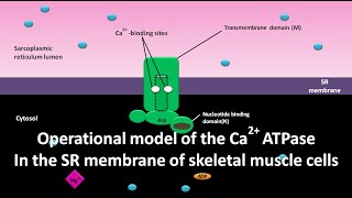 Operational model of Ca2 ATPase in the SR membrane of skeletal muscle cells [upl. by Sebastian]