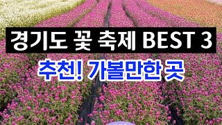 가을여행 추천 경기도 꽃 축제 BEST 3ㅣ가을 꽃 축제 가을 여행지 추천ㅣ당일치기 여행 가볼만한곳 소개ㅣ한탄강 생태경관단지 임진강 댑싸리공원 천만송이 천일홍 축제 [upl. by Ted]