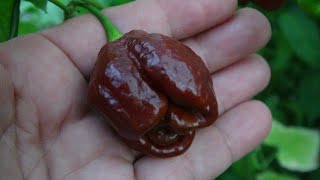 ⟹ Chocolate Trinidad Scorpion Sweet Pepper  Pod Review [upl. by Layor]