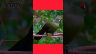 Turaco Bird Sound Natures Melody in Action TuracoBirdBirdSoundsWildlife [upl. by Labanna]