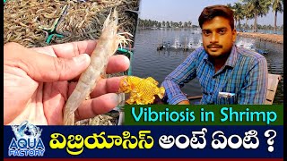 Vibriosis in shrimp  Yellow Colonies  Green Colonies  Vibrio Count  Shrimp Farming  AquaFactory [upl. by Aiekahs]