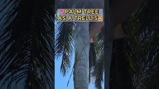 🤩AMAZING trellis The dragon fruit plant uses a tall palm tree as support fruittrees dragonfruit [upl. by Eivol]