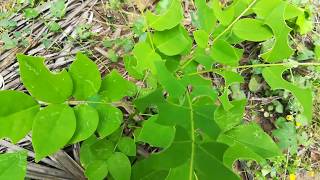 Gliricidia Sepium plantsGreen Manure plantsGiri Pushpa [upl. by Kent]