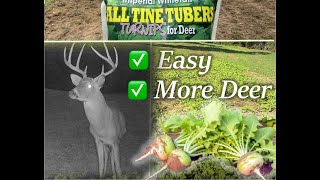 Will Deer Eat Turnips Planting a DIY Backyard Food Plot for Deer [upl. by Siravrat859]