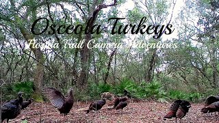 Florida Trail Camera Adventures Osceola Turkeys [upl. by Susan586]